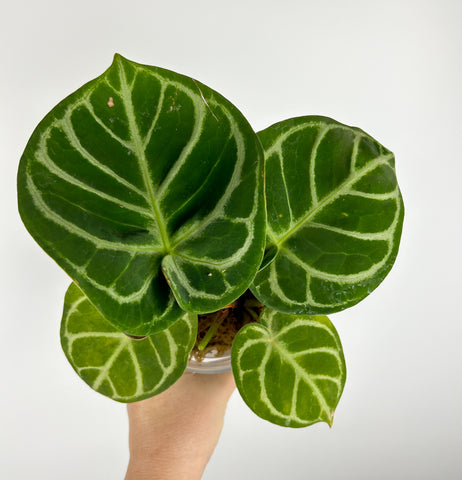 Anthurium silver hope x doryaki A1