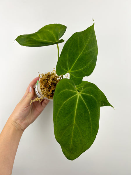 Anthurium red spider hybrid B