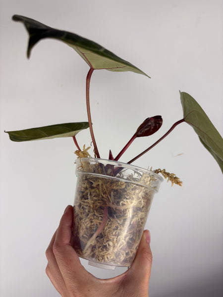 Anthurium michelle x red spider