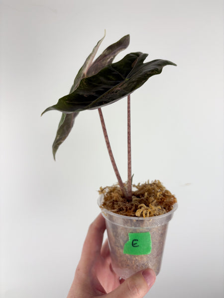 Alocasia pseudo sanderiana pink variegated E