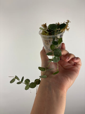 hoya tengchongensis 4