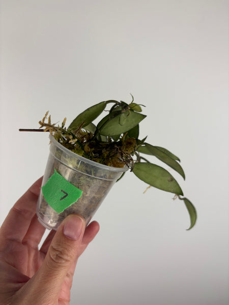 Hoya lacunosa sulcata 7B
