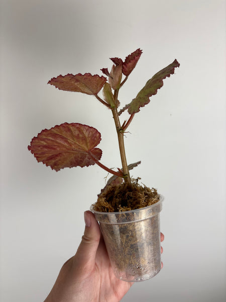 begonia shizuka (Thailand)