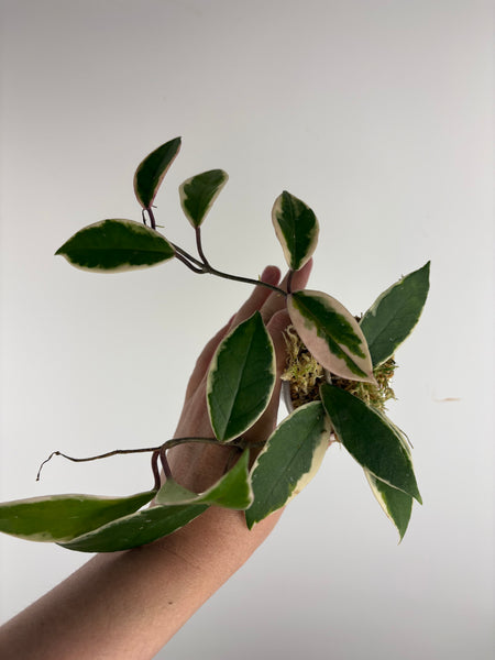 Hoya flamingo dream C