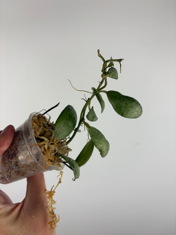 Hoya lacunosa sulcata 8B