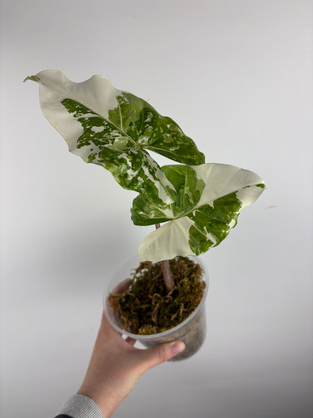 Alocasia sp variegata “stripped stem albo” (Thailand) - large plant
