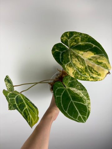 Anthurium crystallinum variegated 5 - double growth point