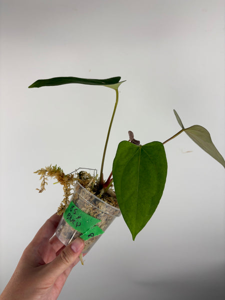 Anthurium Black sweet x blue pap A2