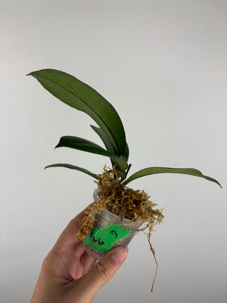 Hoya aff forbesii silver 9