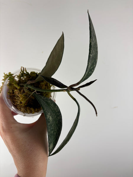 Hoya rundumensis splash