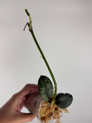 Hoya diversifolia maha dewi 2