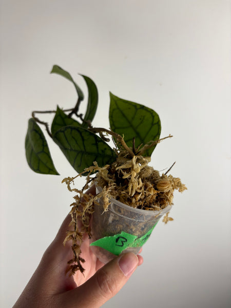 hoya callistophylla turtle B