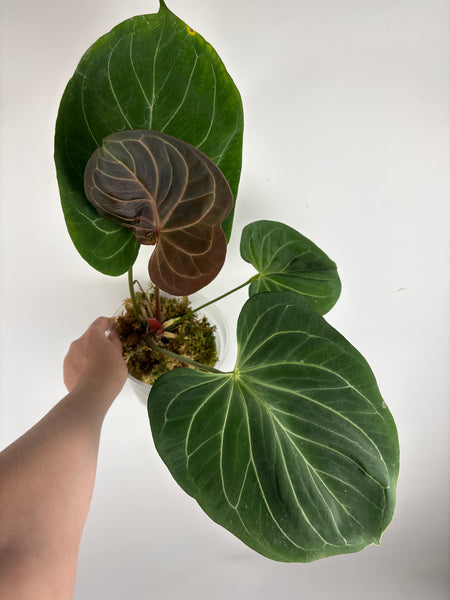 Anthurium king of spades