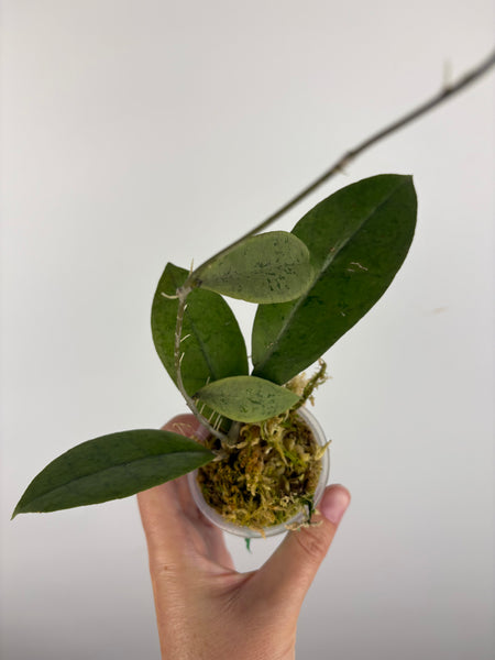 Hoya aff forbesii silver 5