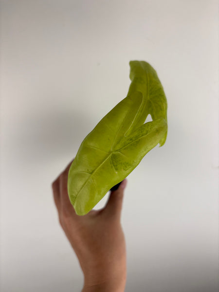 Alocasia Longiloba lemon lime
