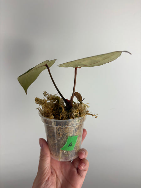 Anthurium red crystallinum nse seed (Indonesia) A