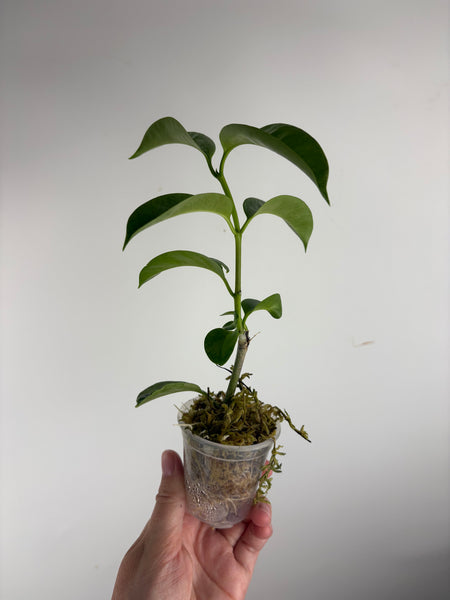 Hoya Multiflora wonderphil silver