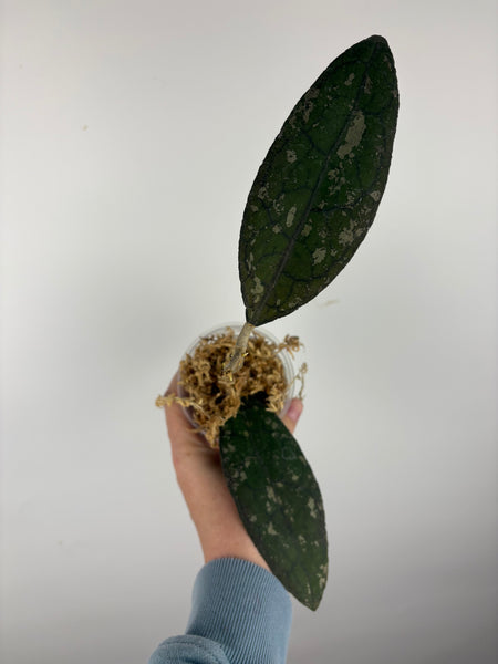 hoya clemensorium aceh splash C