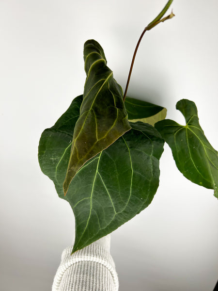 Anthurium Xone x papillilaminum B