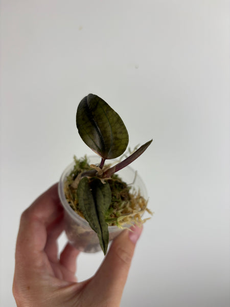 Jewel orchid sp papua