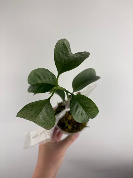 Hoya Multiflora wonderphil silver A