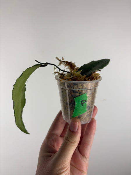 hoya caudata silver A