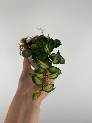 Hoya lacunosa Bruno 2