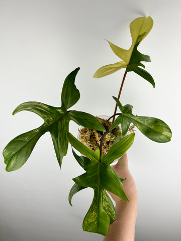 Philodendron Florida beauty A