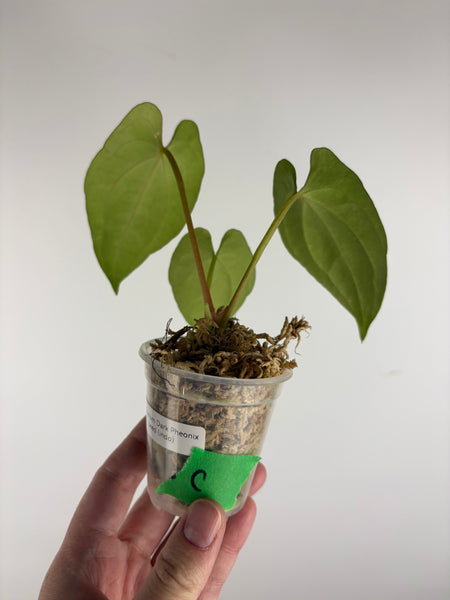 Anthurium Dark Pheonix seed C