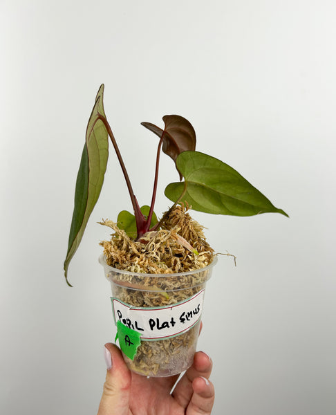 Anthurium papi flat sinus A