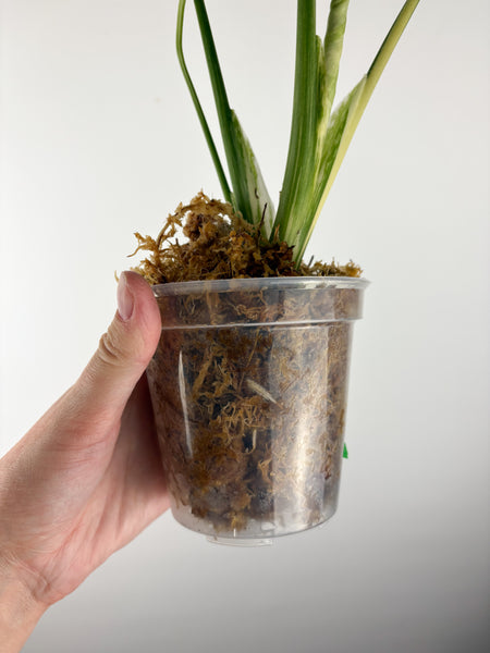 Monstera deliciosa green snow C