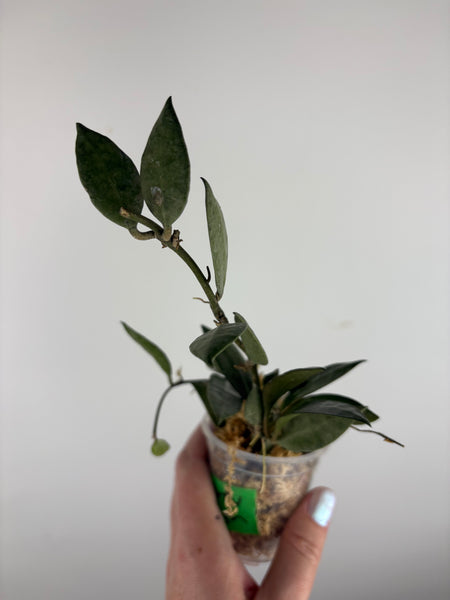 hoya lacunosa grey ash D