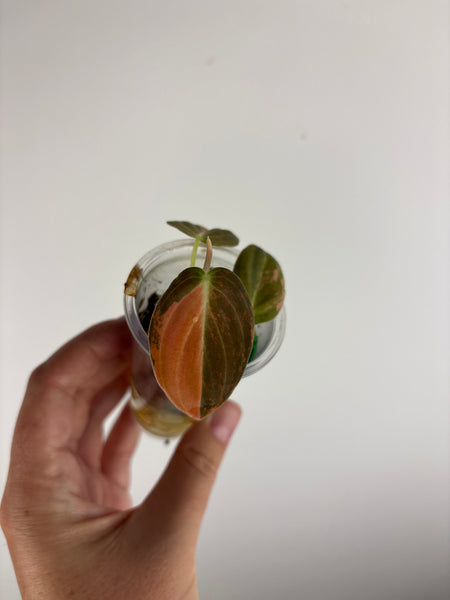 philodendron melanochrysum orange variegated D