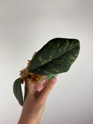 Hoya Meredithii bengkulu splash 5