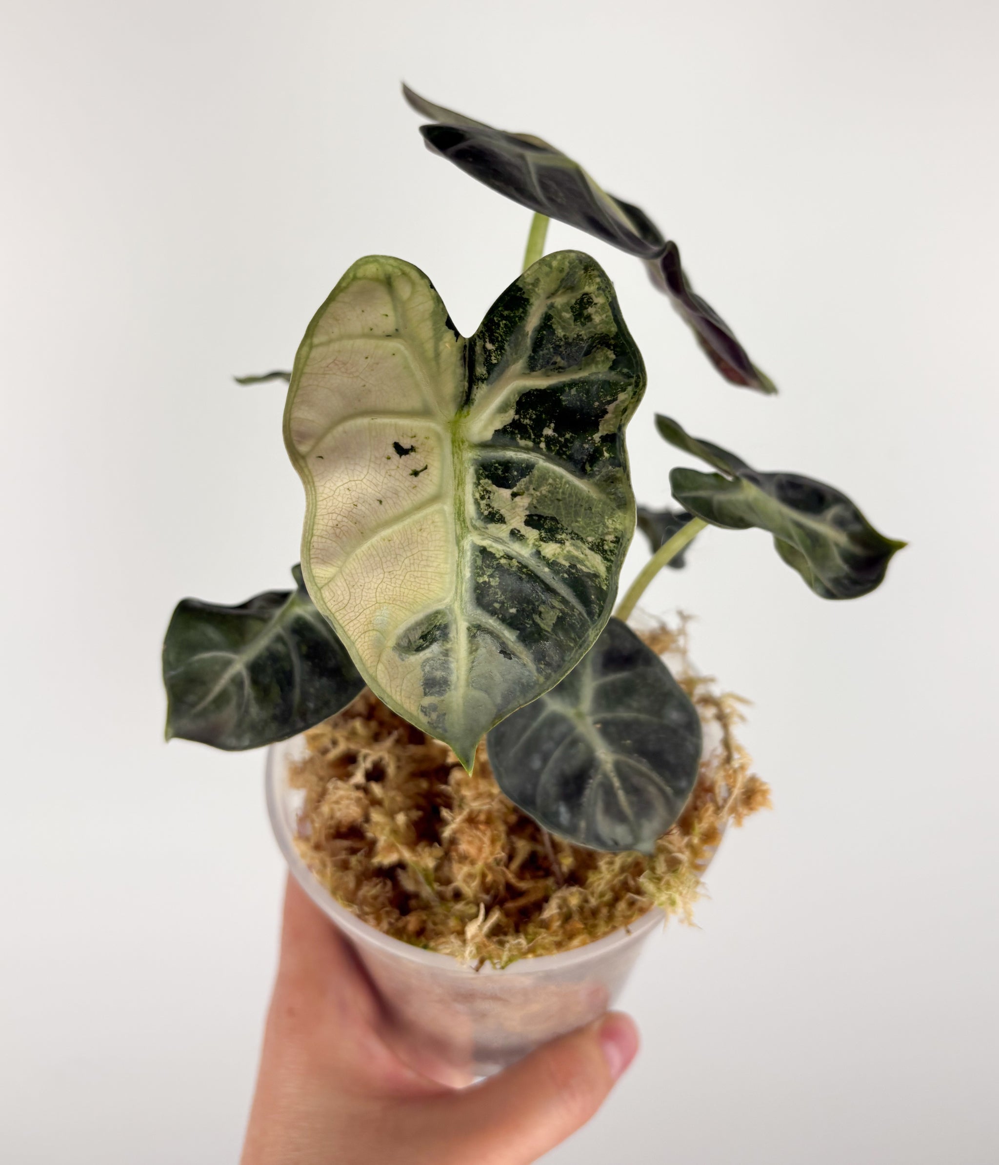 All Plants – Tagged 