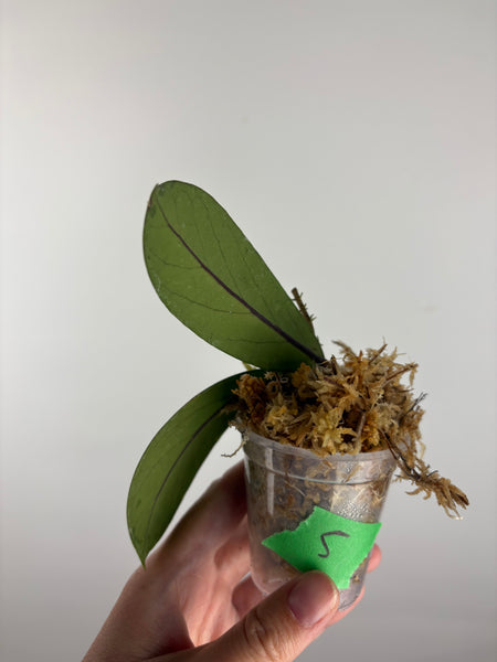 Hoya vitellinoides sp bengkulu 5