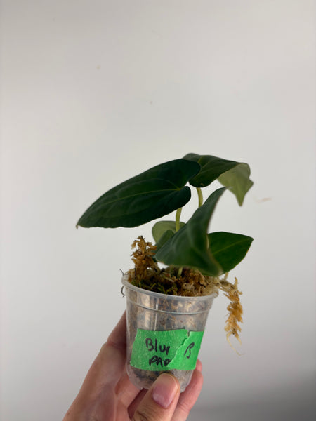 Anthurium blue papi B