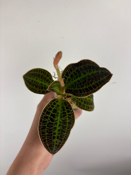 Jewel orchid sp papua green A