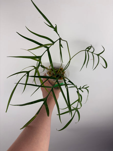 Philodendron polypodioides B