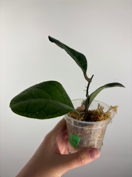 Hoya tanggamus round leaf 7
