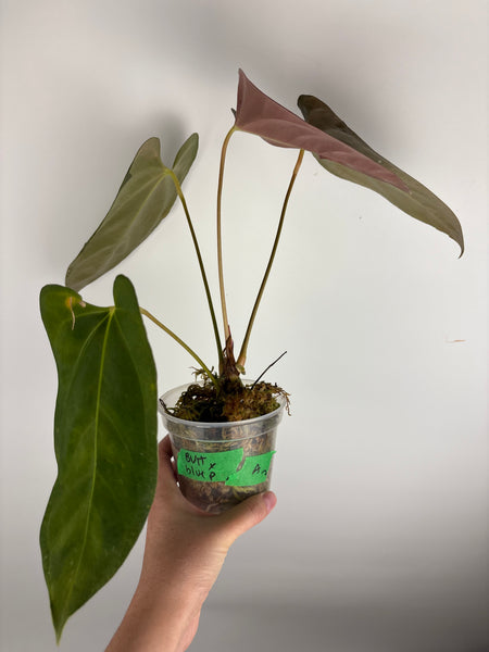 Anthurium bvit x blue papillilaminum A2