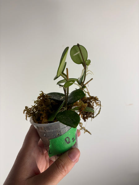Hoya Mathilde splash D2