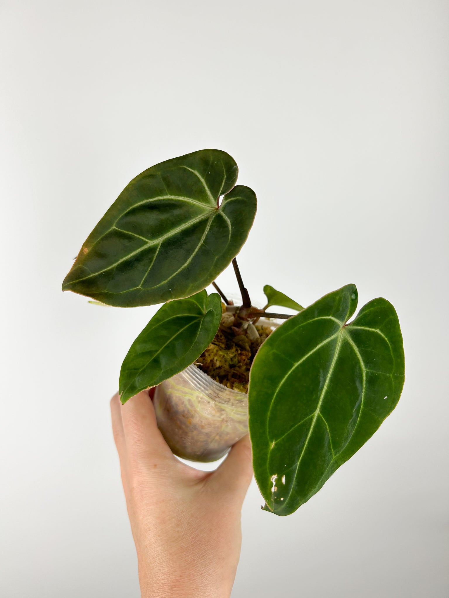 Anthurium Besseae aff x Besseae aff H (Thailand)