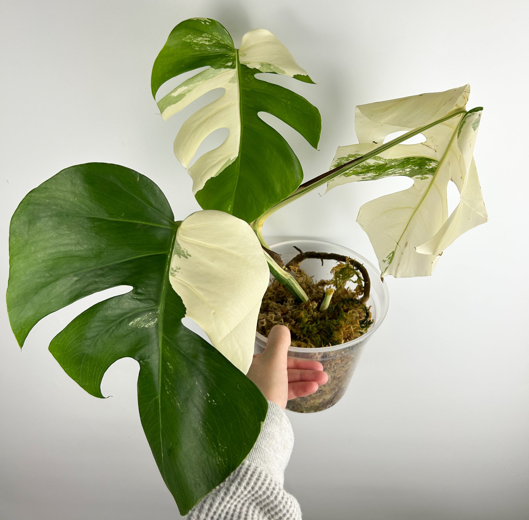 Monstera albo B