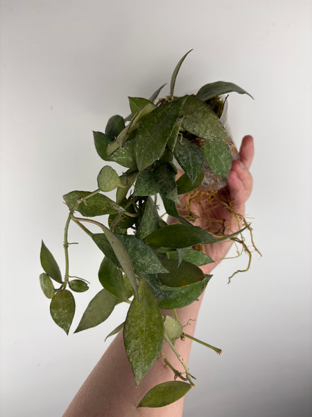 hoya lacunosa green mint A2