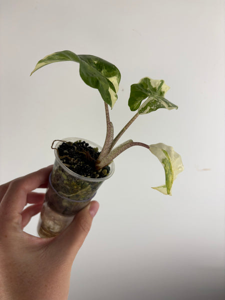 Alocasia low rider Albo