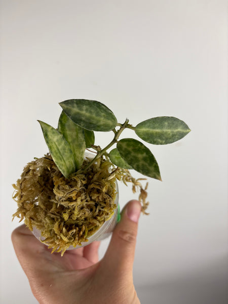 hoya lacunosa peridot B
