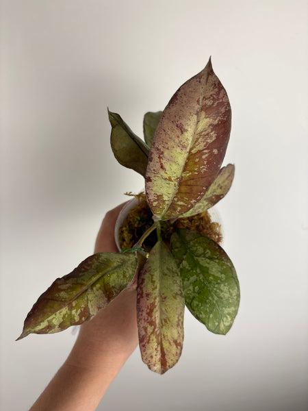 Hoya gunung gading silver ghost bottom cutting rooted