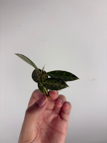 hoya lacunosa peridot cutting