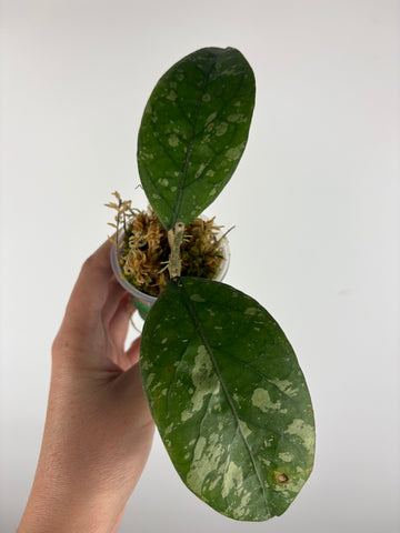 Hoya sp aceh gayo lues 2